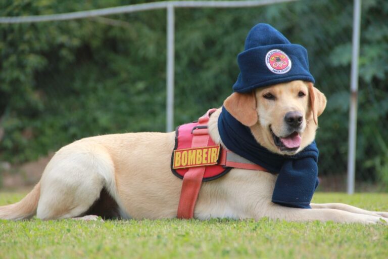 Corpo de Bombeiros Militar reforça orientações de segurança contra acidentes em dias de frio intenso