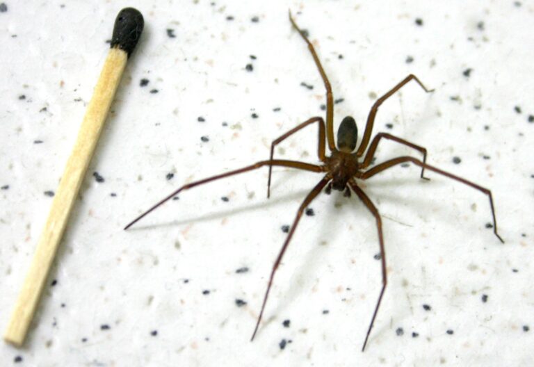 Secretaria da Saúde alerta sobre cuidados com picadas de aranha-marrom