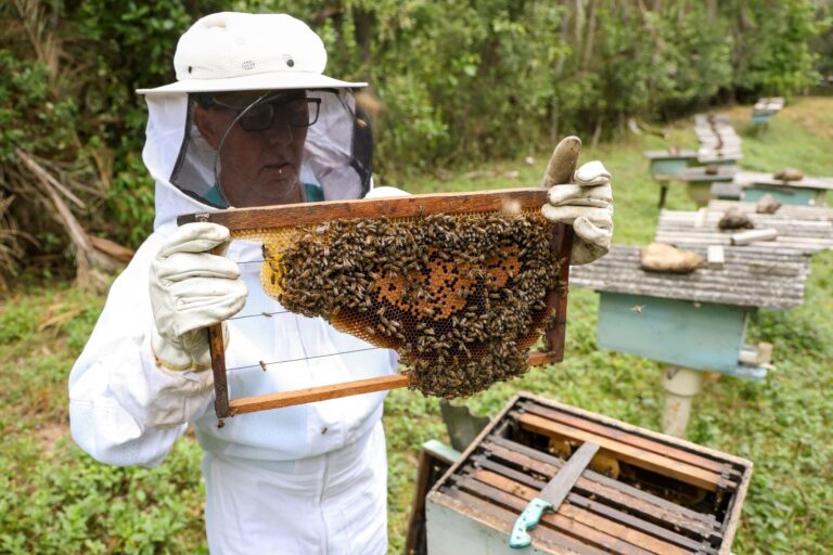Feira do Mel destaca a força da apicultura catarinense e o trabalho do Estado no fortalecimento do setor