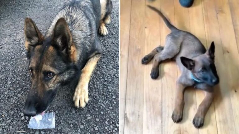 Canil da Polícia Militar de Canoinhas recebe substituto para cão que irá se aposentar