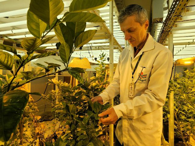 Epagri de Lages produz mudas de plantas frutíferas livres de vírus