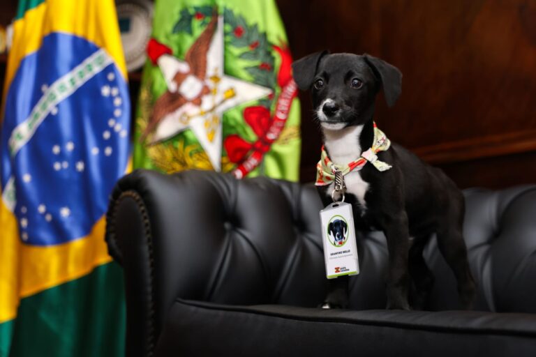 Governo do Estado confirma R$ 17 milhões para castração de cães e gatos em 273 cidades catarinenses