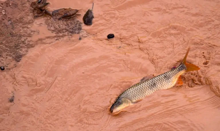 Samarco e Vale são multadas em mais de R$ 1,8 bilhão
