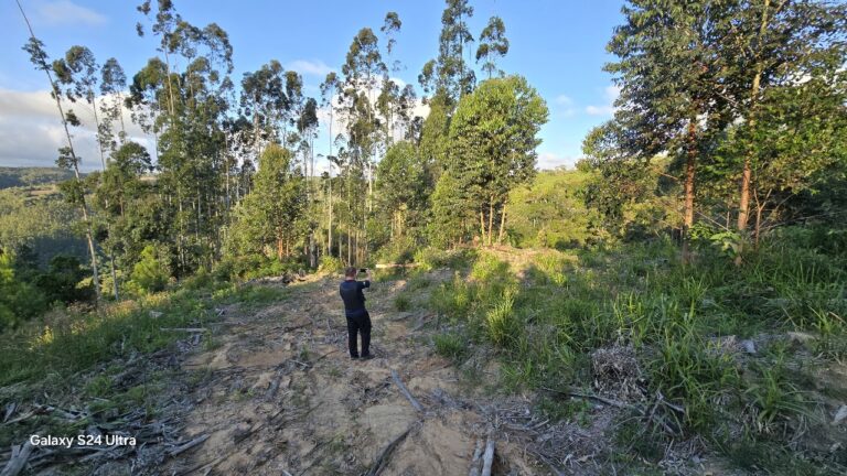 PCSC desarticula grupo que usava falsa alegação de terra indígena para furtar madeira em Itaiópolis