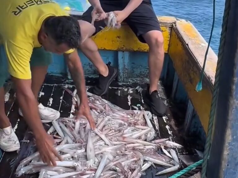 Pescadores de SC recebem multas de mais de R$ 11 mil e Estado acusa Ibama de ‘perseguição’