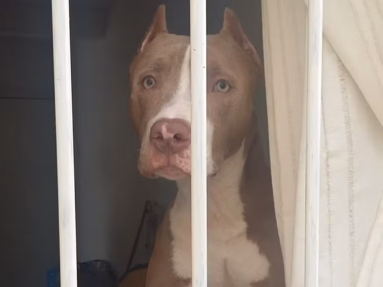 Justiça considera proibição inconstitucional e libera criação e venda de pitbulls em SC
