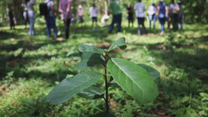 2º Seminário da Erva-Mate debate inovação e futuro da cadeia produtiva no Planalto Norte